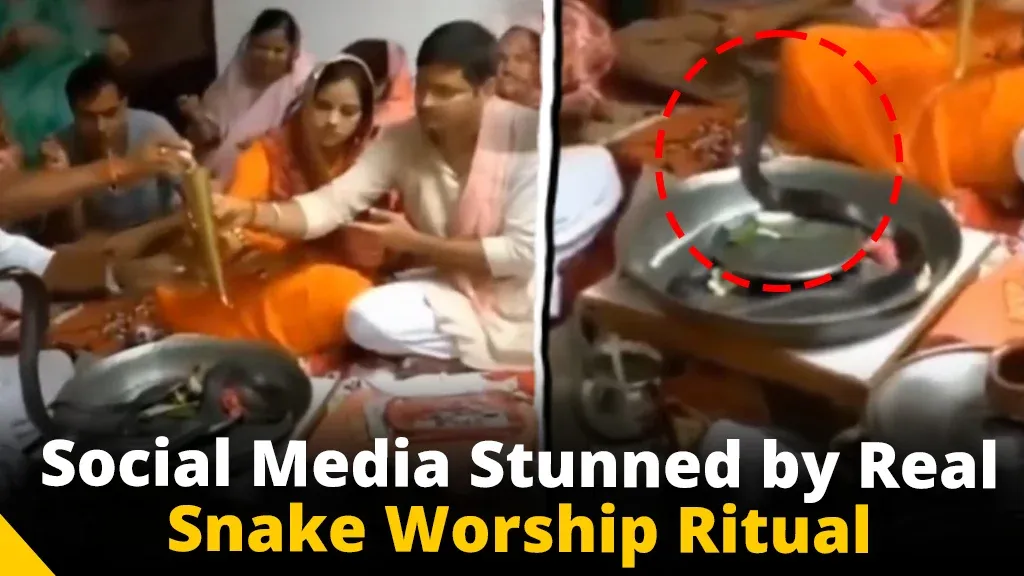 Watch: Real Snakes Used in Worship Ceremony, Video Goes Viral - english ...