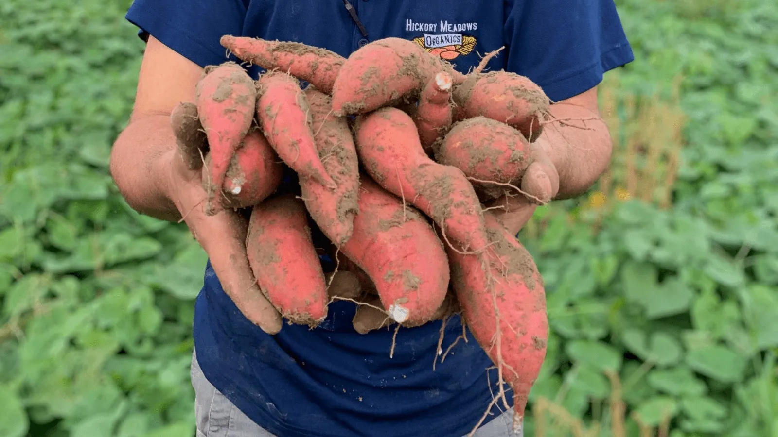 9. Sweet Potatoes – Nutritious and Comforting