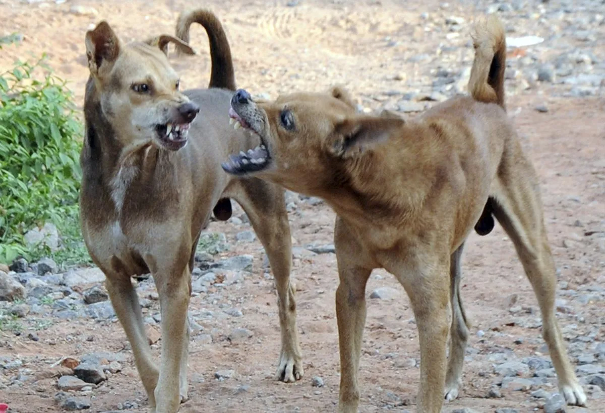 Rabies Rumors in Pipraula Village: Rabies fear grips 200 villagers after  consuming curd made by infected buffalo's milk