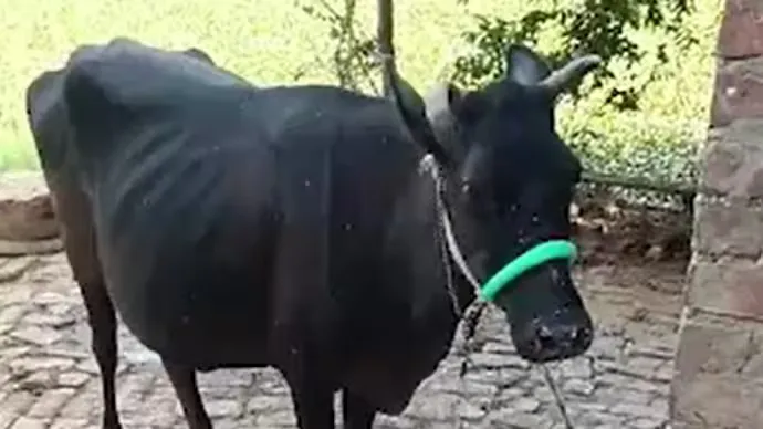 Rabies Rumors in Pipraula Village