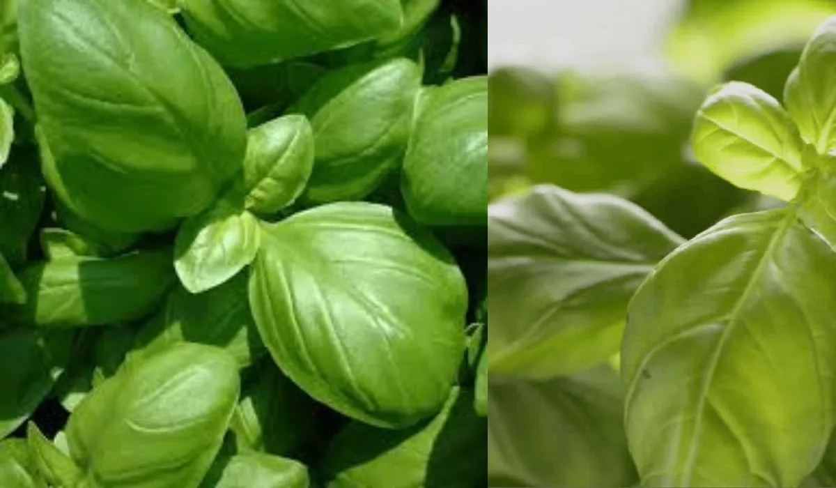 White Hair Remedy at Home