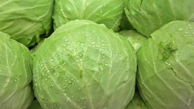 Is Cabbage Dangerous (source- social media)