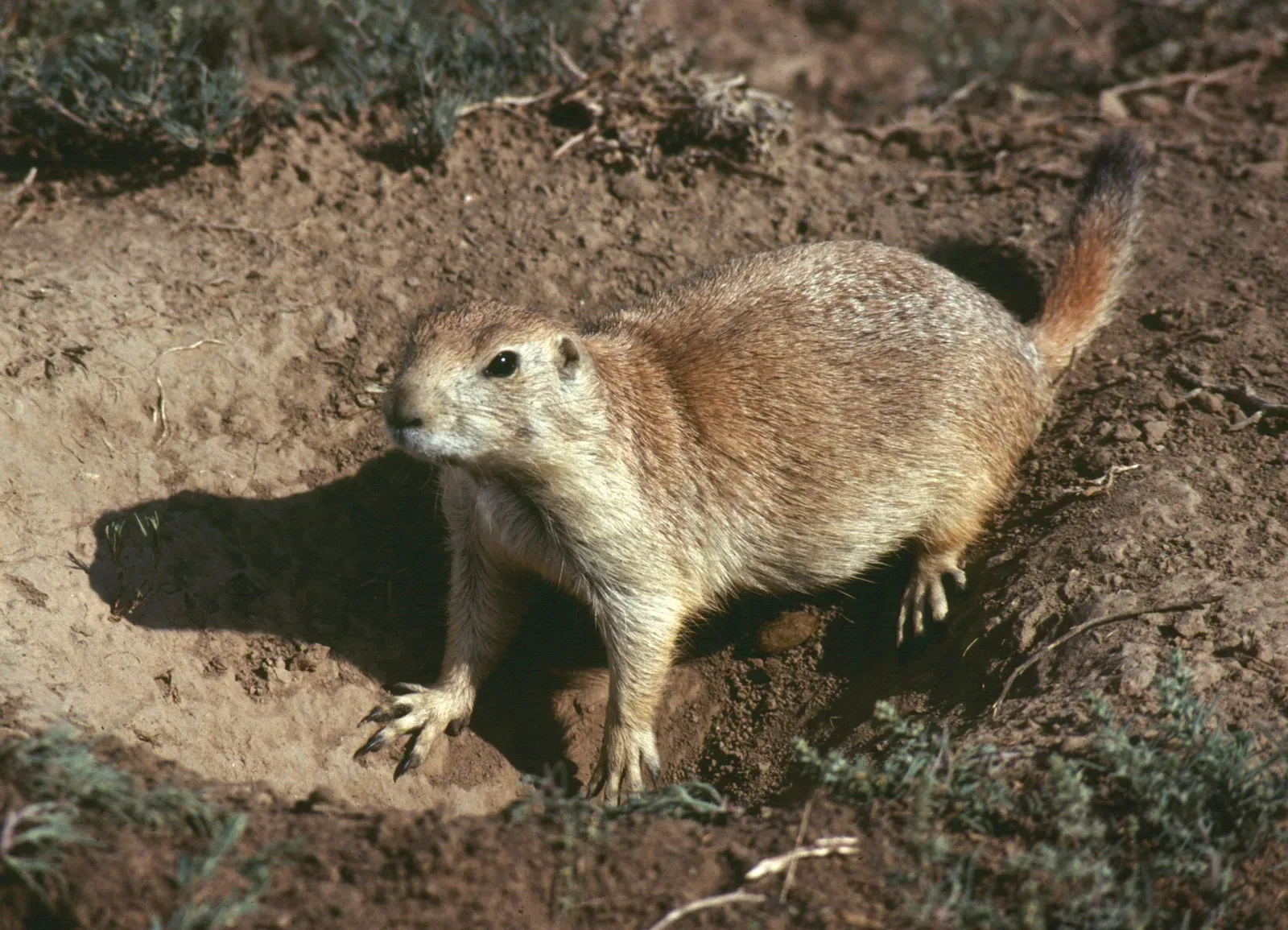 Hantavirus